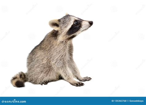 Raccoon 4.24 64-bit Download